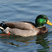 Mallard